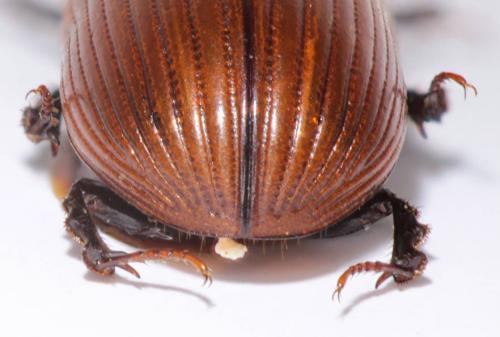 Aphodius cardinalis